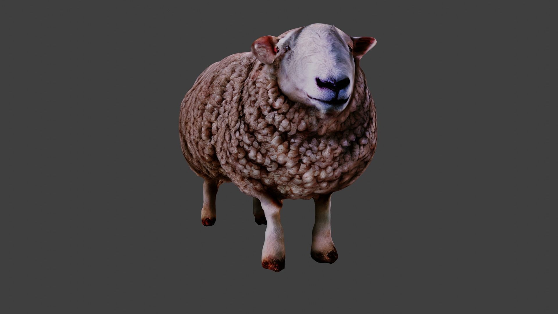 Sheep  3D model_2