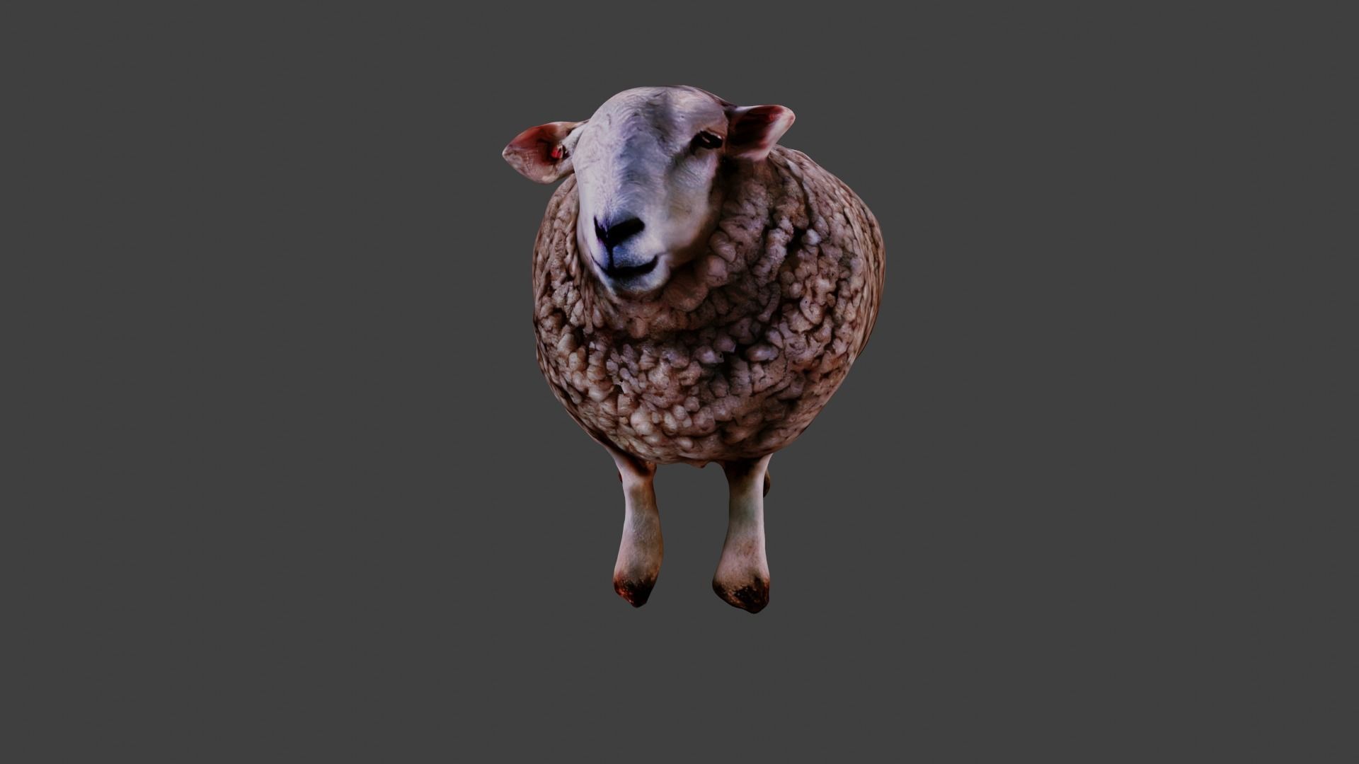 Sheep  3D model_4