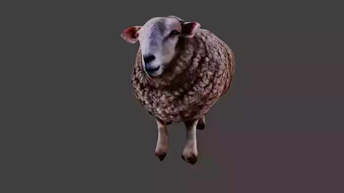 Sheep 