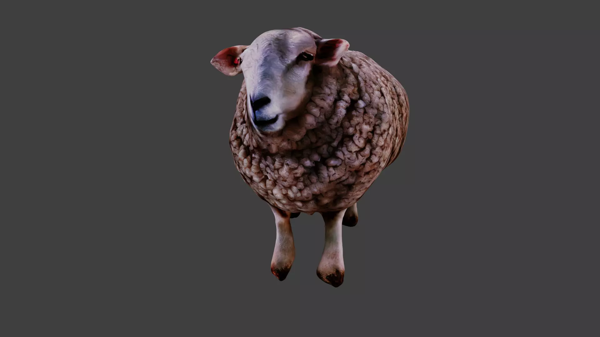 Sheep  3D model_0