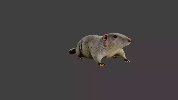 Mouse Rat