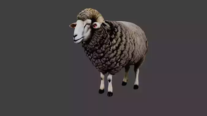 Sheep Animal