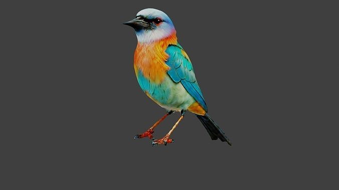 Bird Animal Low-poly 3D model