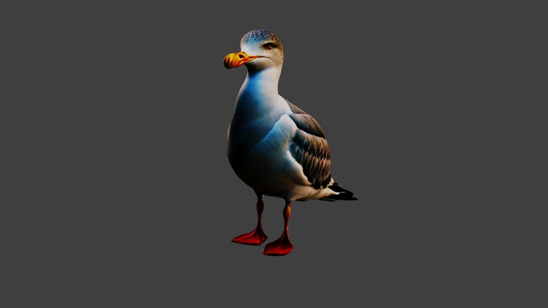 Seagull Animal Low-poly 3D model_1