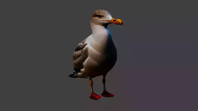 Seagull Animal