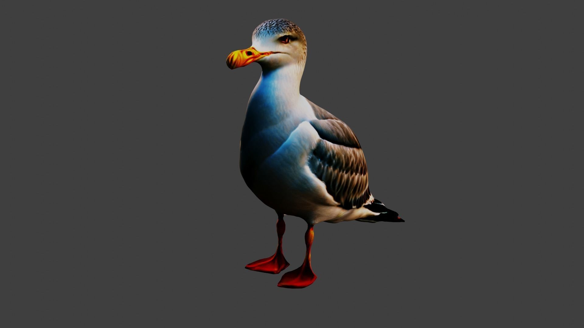 Seagull Animal Low-poly 3D model_4
