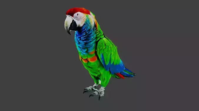 Parrot
