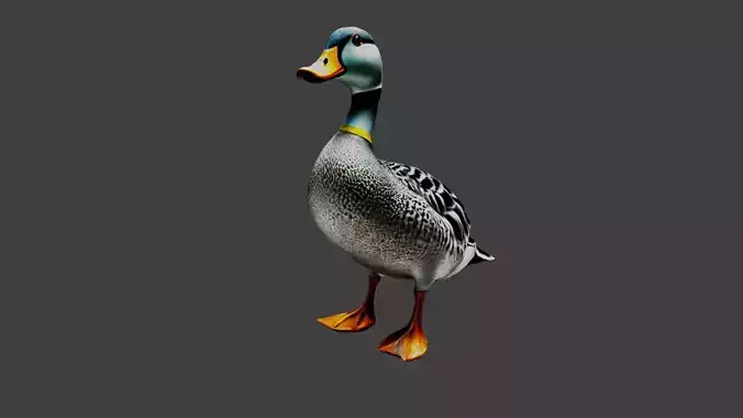 Duck Animal
