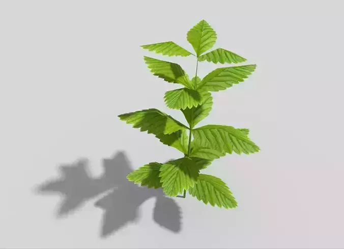 Low poly Plant