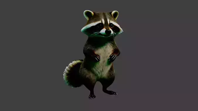 Raccoon Animal