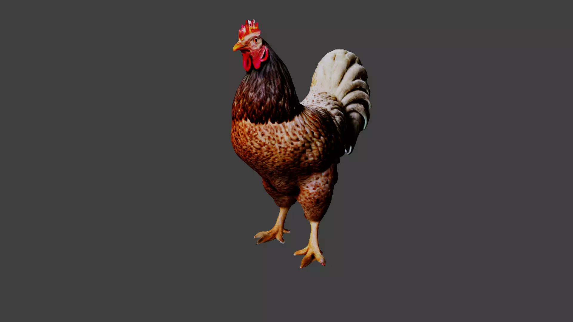 Chicken  Low-poly 3D model_0