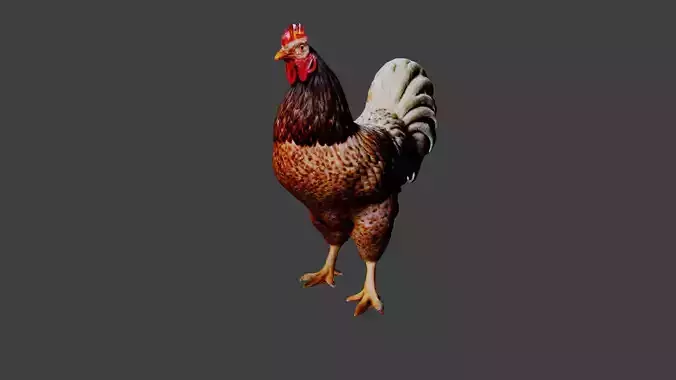 Chicken 