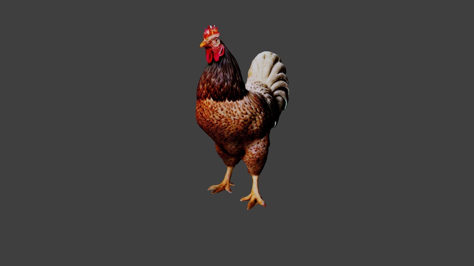 Chicken  Low-poly 3D model_4