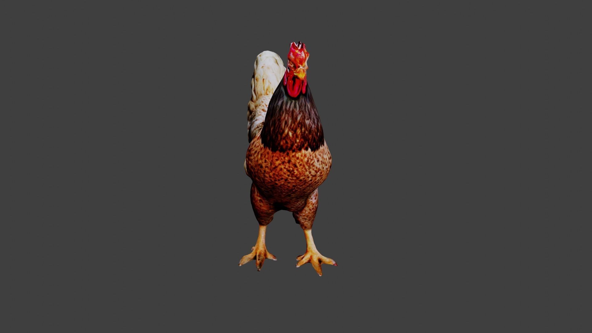 Chicken  Low-poly 3D model_3