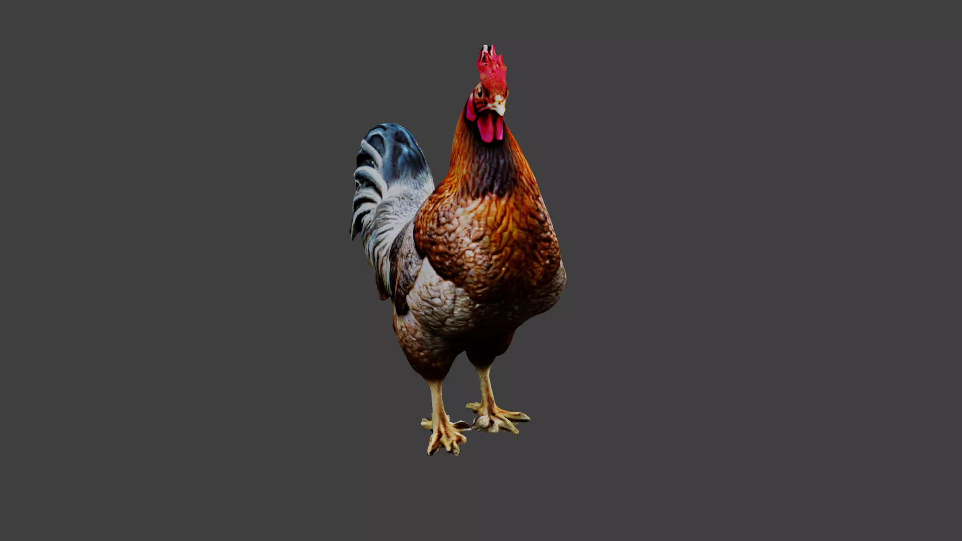 Chicken Animal Low-poly 3D model_0