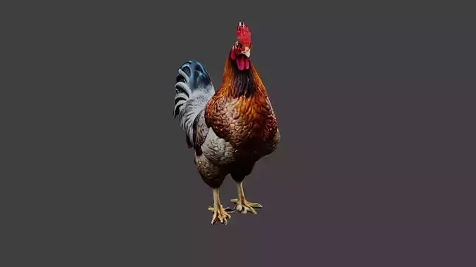 Chicken Animal Low-poly 3D model