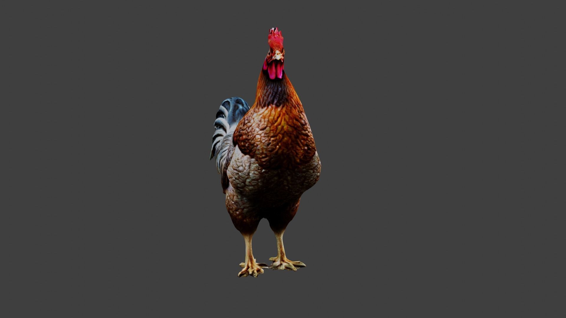 Chicken Animal Low-poly 3D model_2