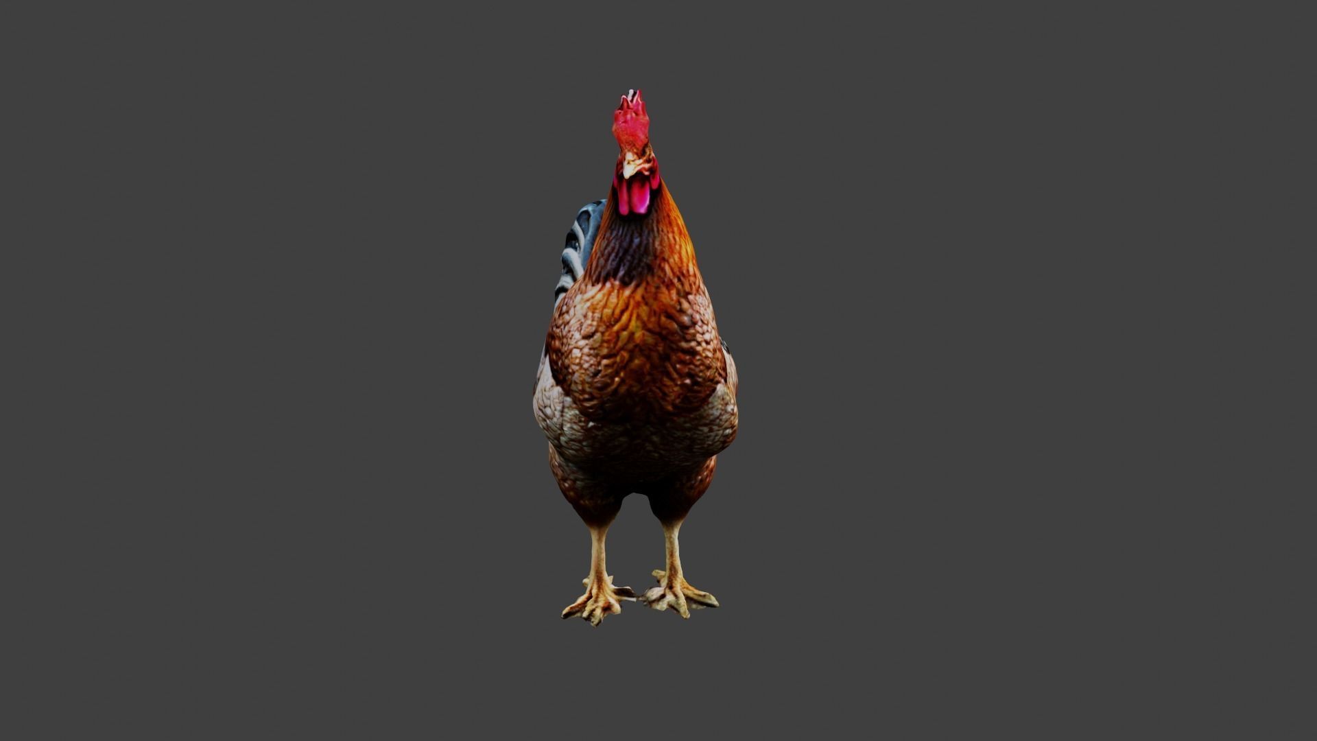 Chicken Animal Low-poly 3D model_4