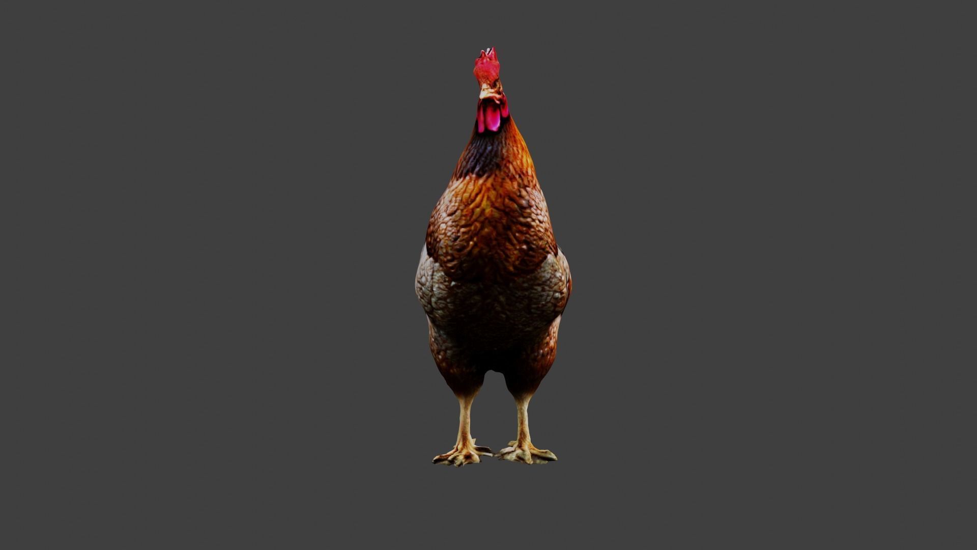 Chicken Animal Low-poly 3D model_3