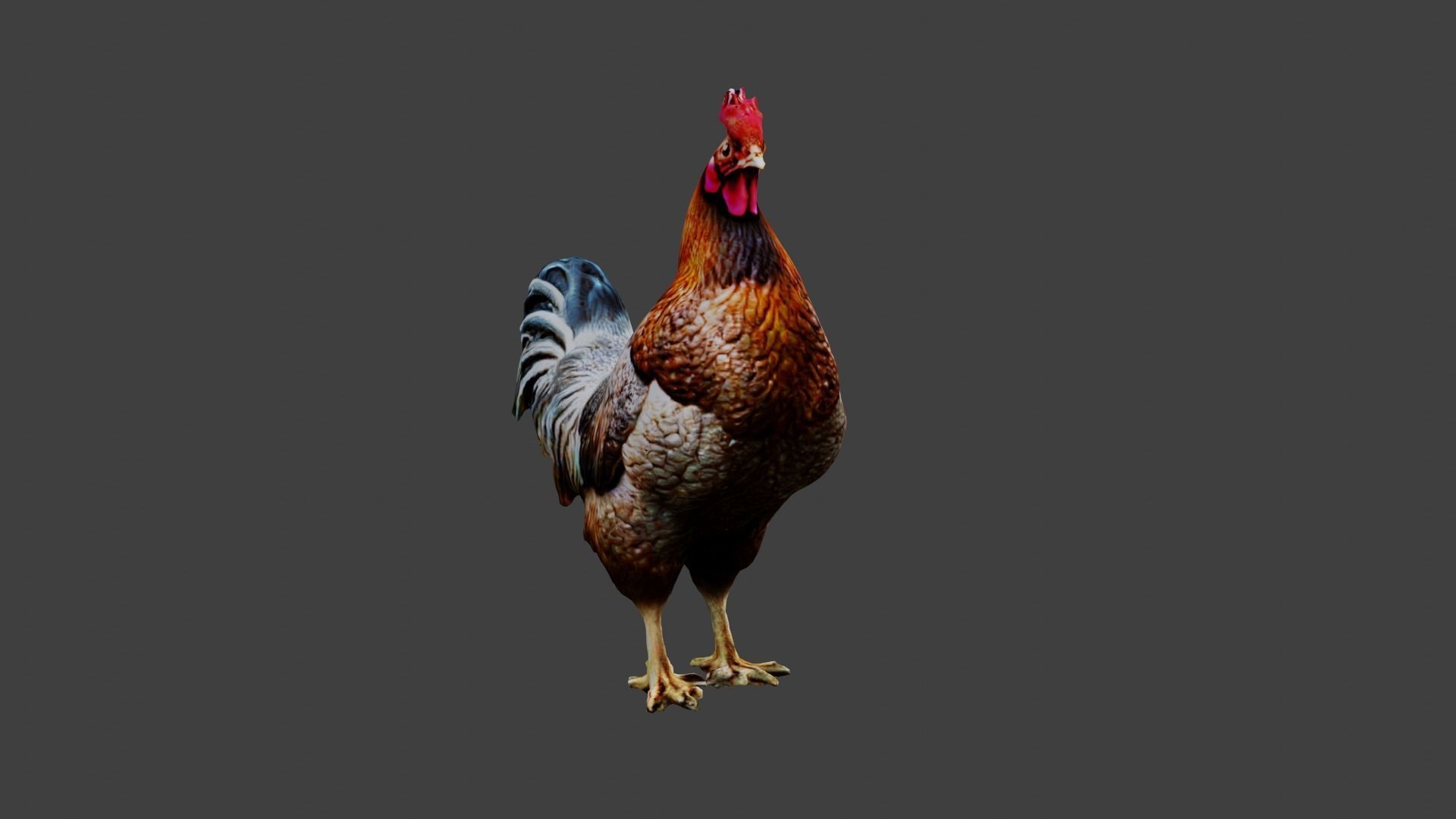 Chicken Animal Low-poly 3D model_6