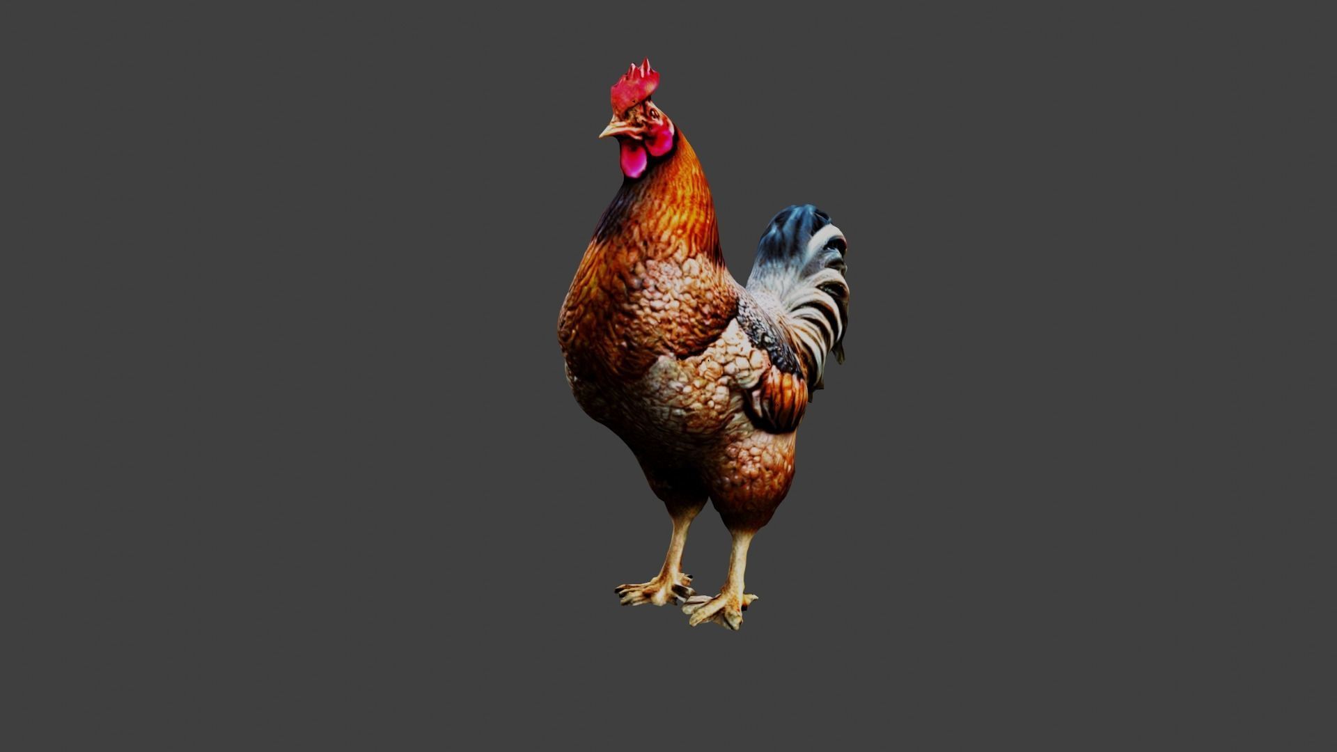 Chicken Animal Low-poly 3D model_1