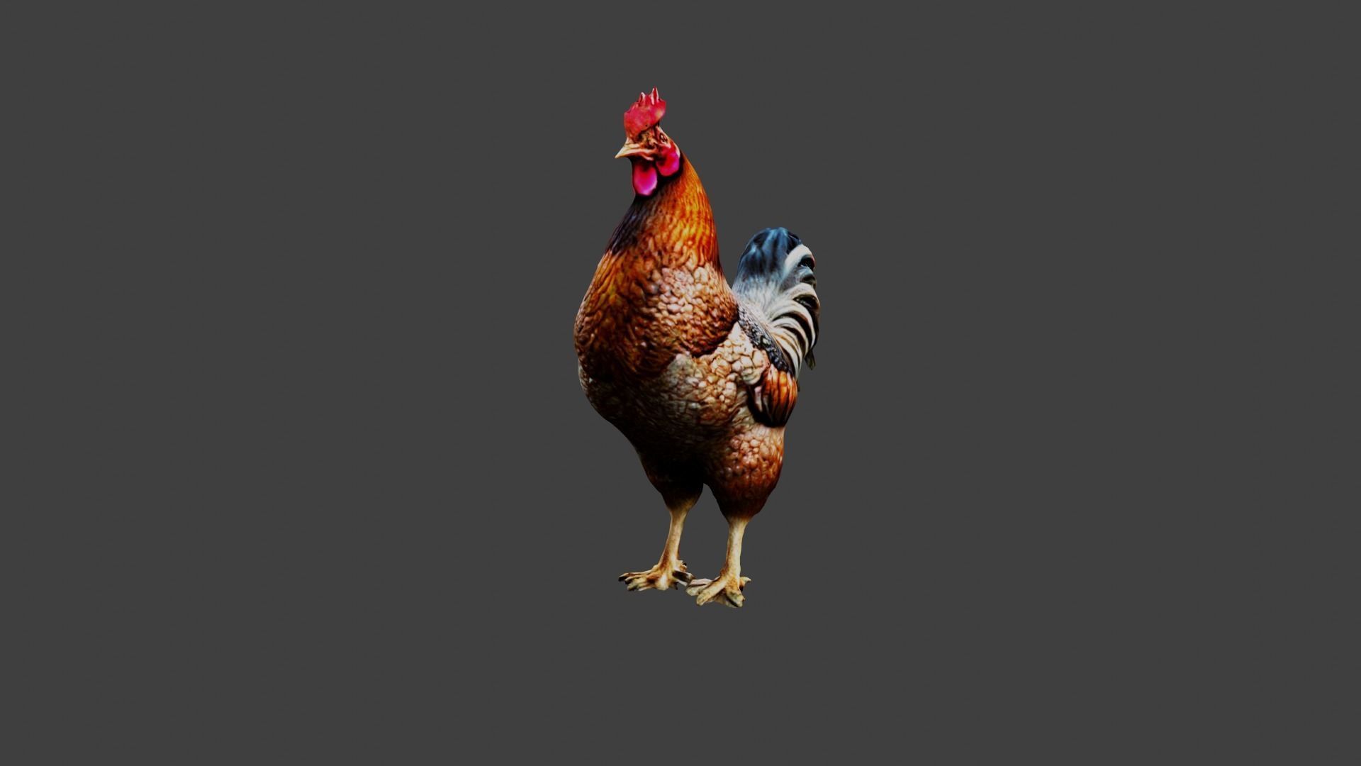 Chicken Animal Low-poly 3D model_5