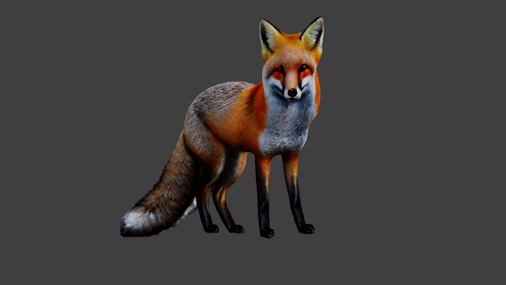 Fox Animal Low-poly 3D model
