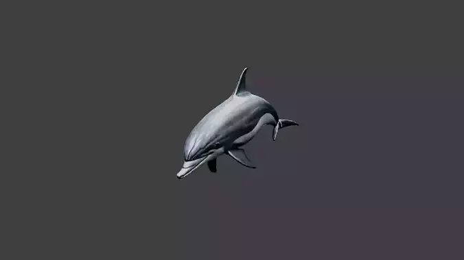 Dolphin Animal