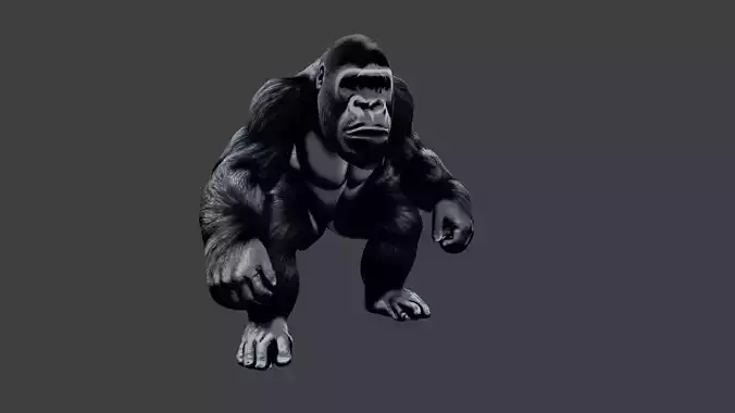 Gorilla 