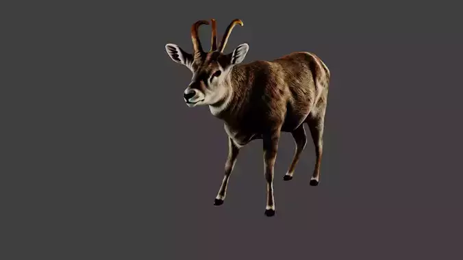 Deer Animal