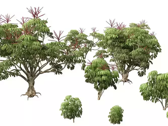 Schefflera actinophylla - Umbrella tree 3D model