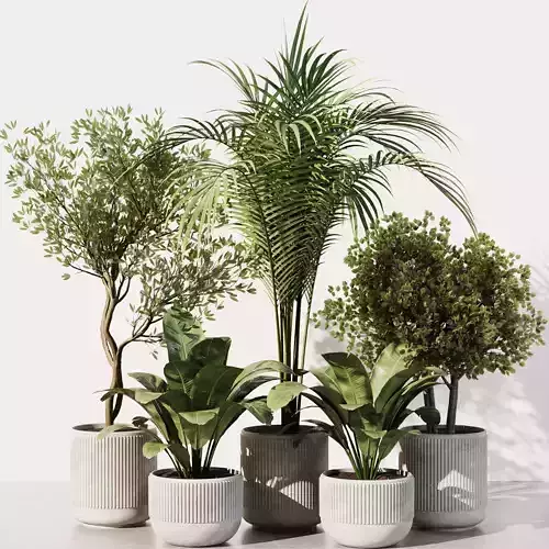 Indoor Plant Set40