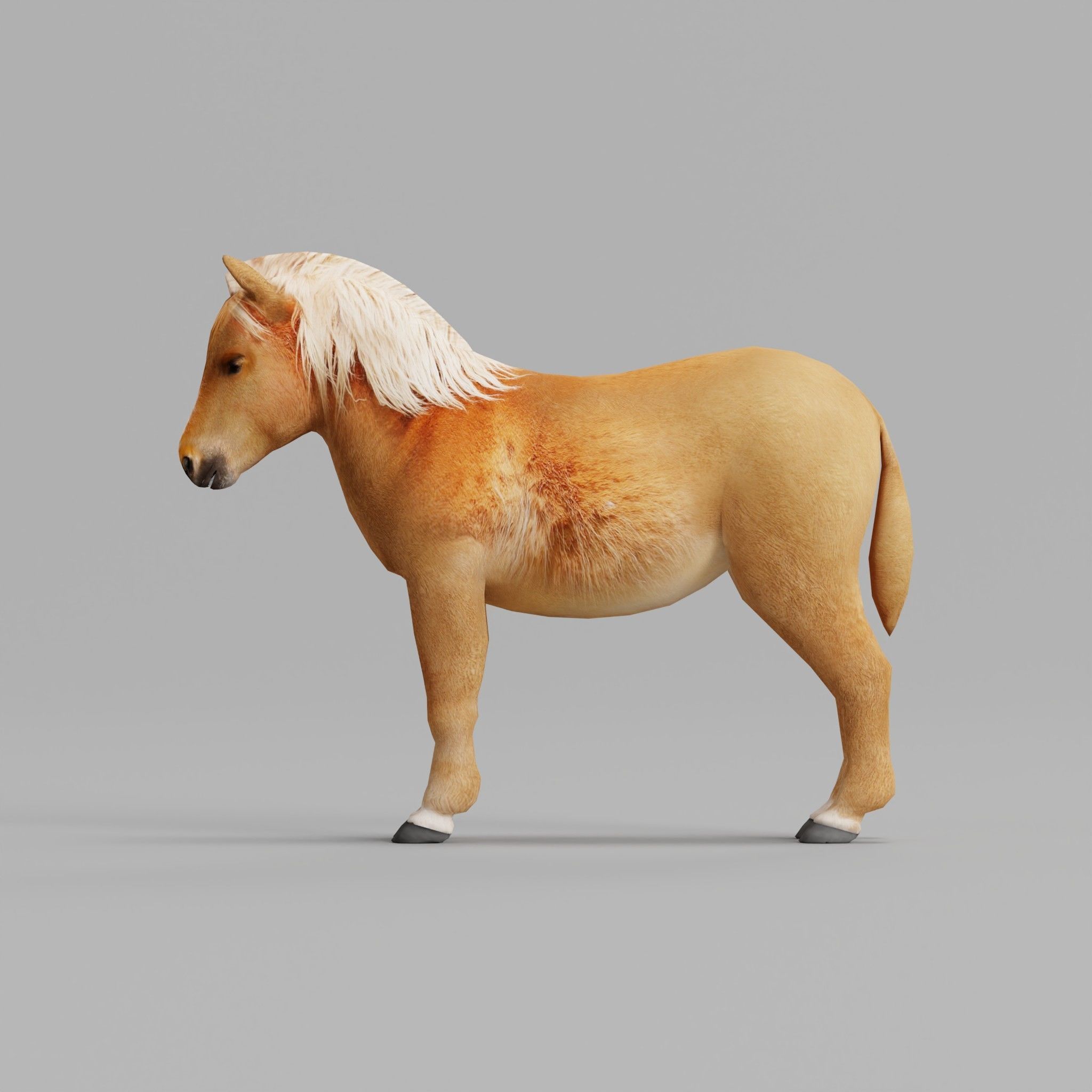 Pony Small Horse Animal Low-poly 3D model_5