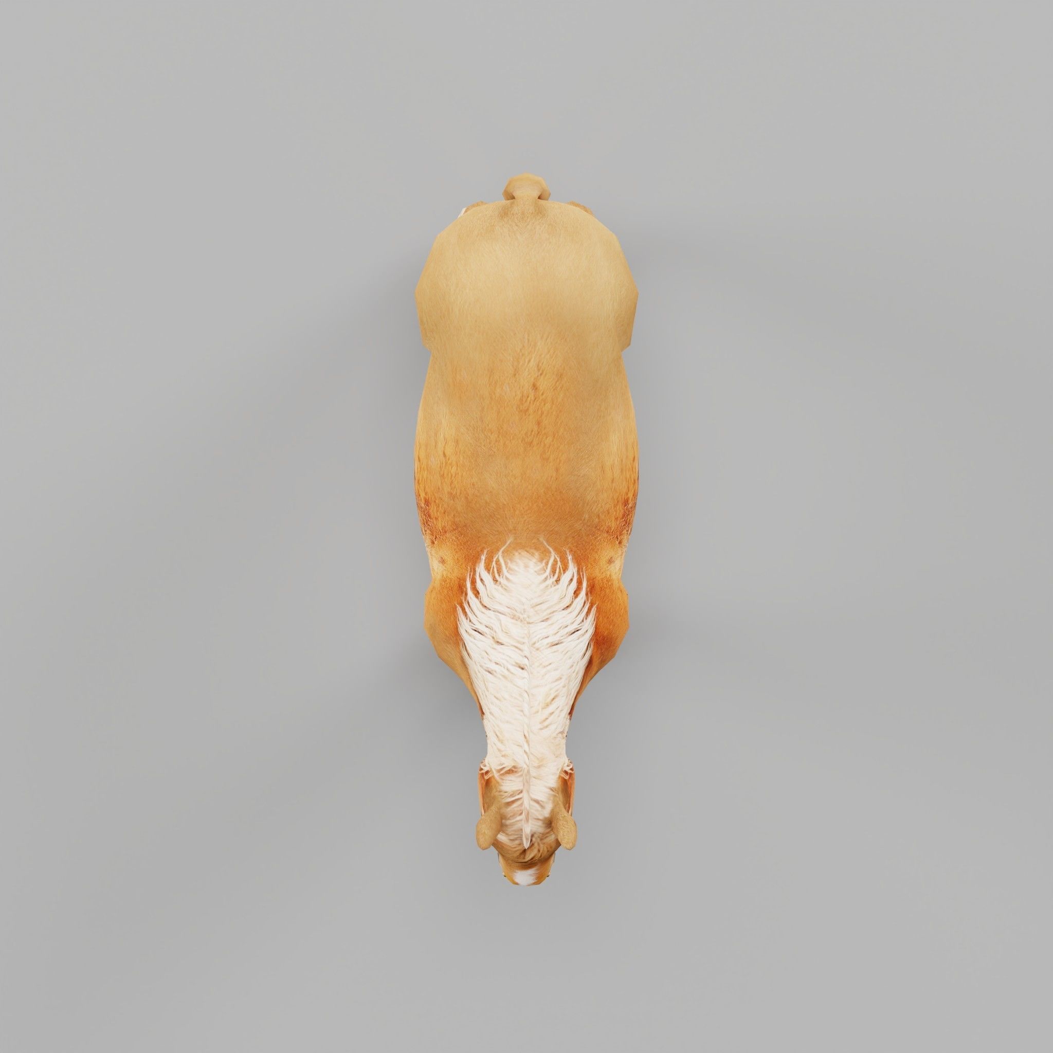 Pony Small Horse Animal Low-poly 3D model_6