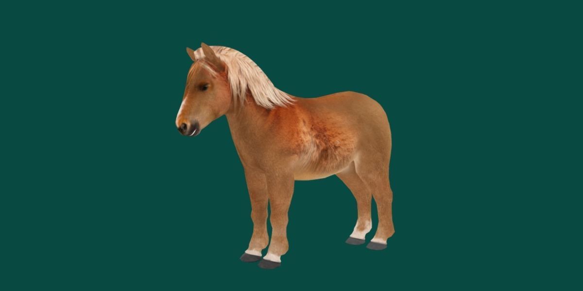 Pony Small Horse Animal Low-poly 3D model_22
