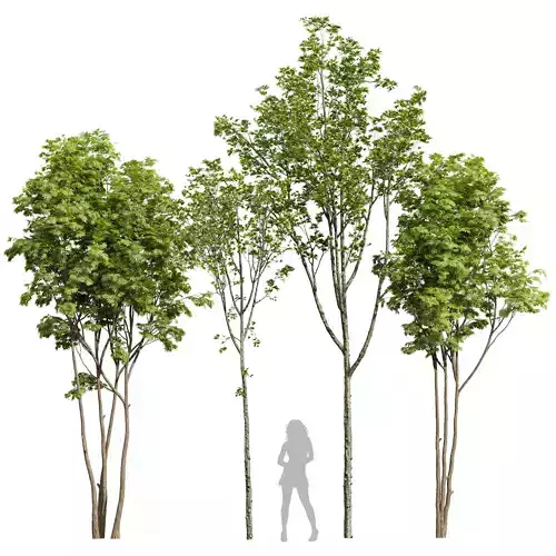 Ash Maple and Acer Pseudoplatanus