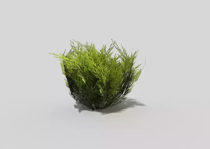 low poly shrub eucalyptus plant