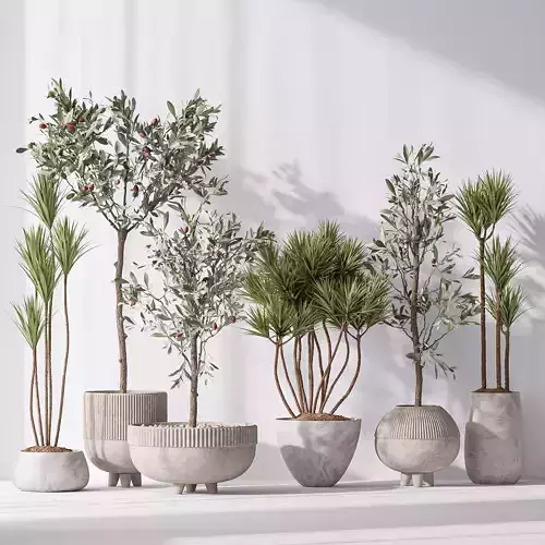 Yucca Elephantipes Gigantea and Mission Olive Tree Indoor Vase 3D model