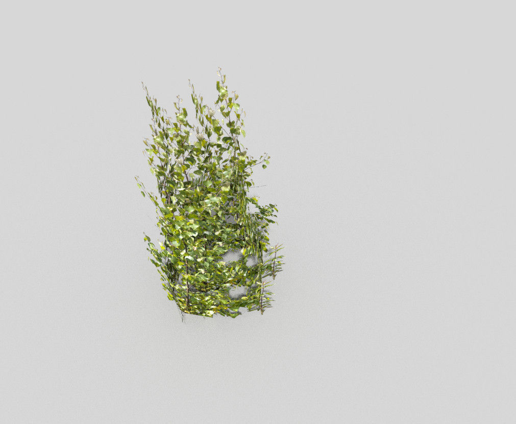 low poly shrub ivy plant Low-poly 3D model_2
