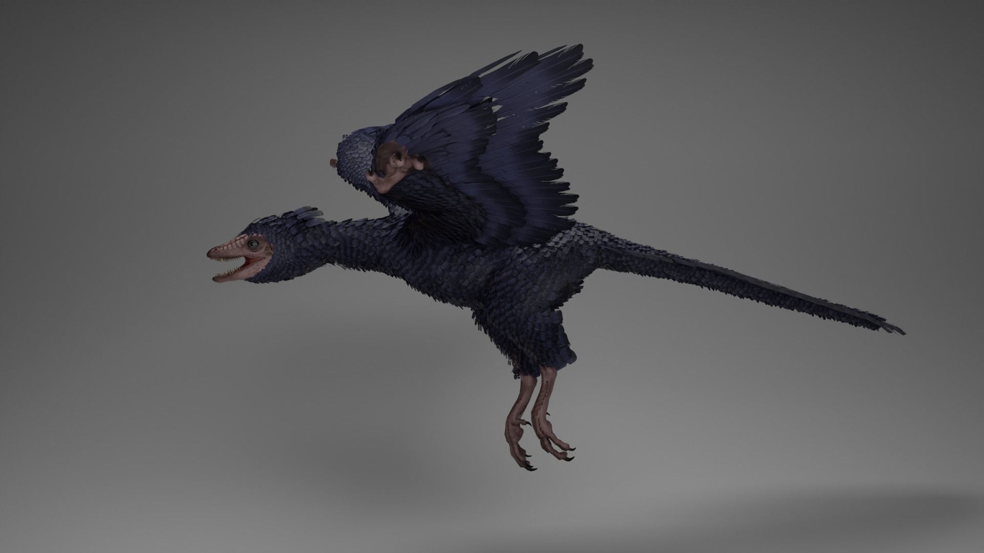 Archaeopteryx Free low-poly 3D model_10