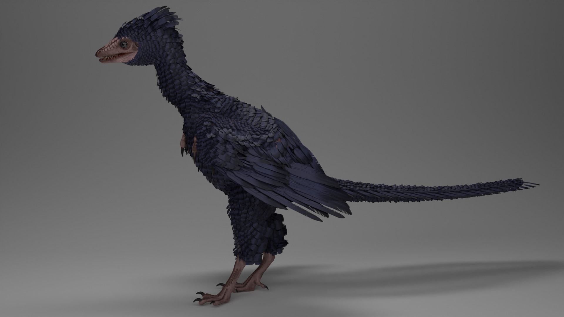 Archaeopteryx Free low-poly 3D model_9