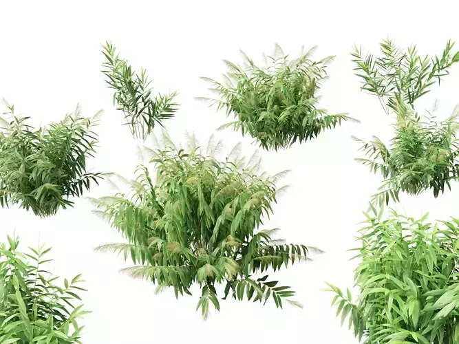 Thysanolaena latifolia - Tiger grass 3D model