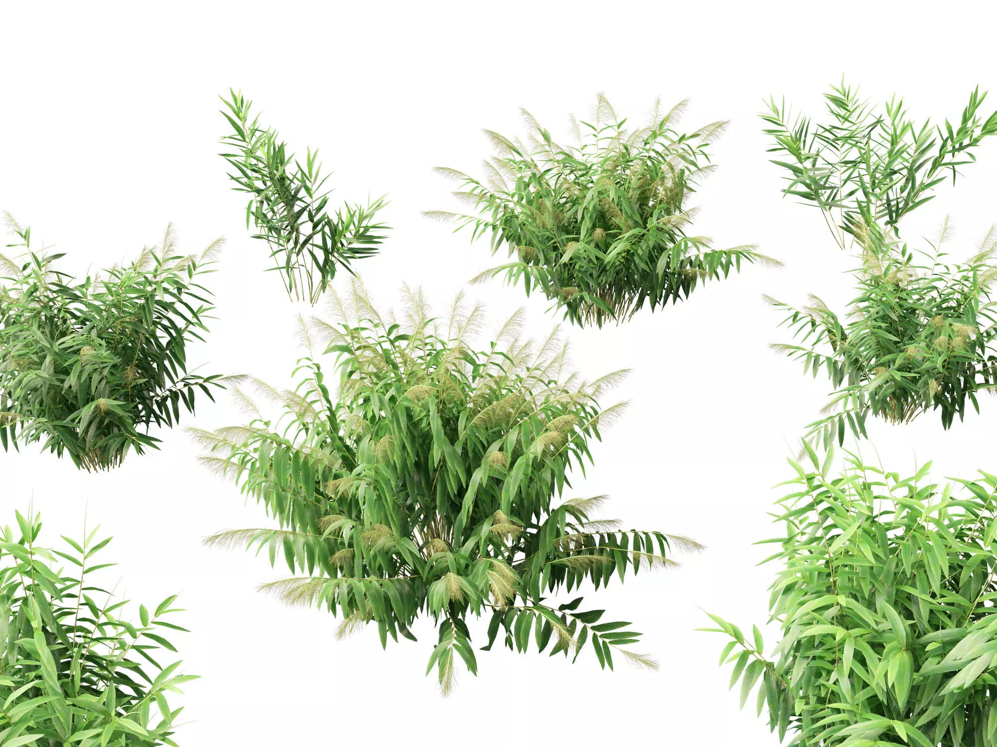 Thysanolaena latifolia - Tiger grass 3D model