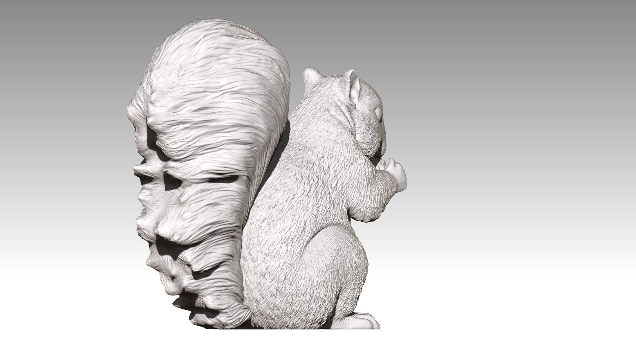 squirrel 3D print model_10