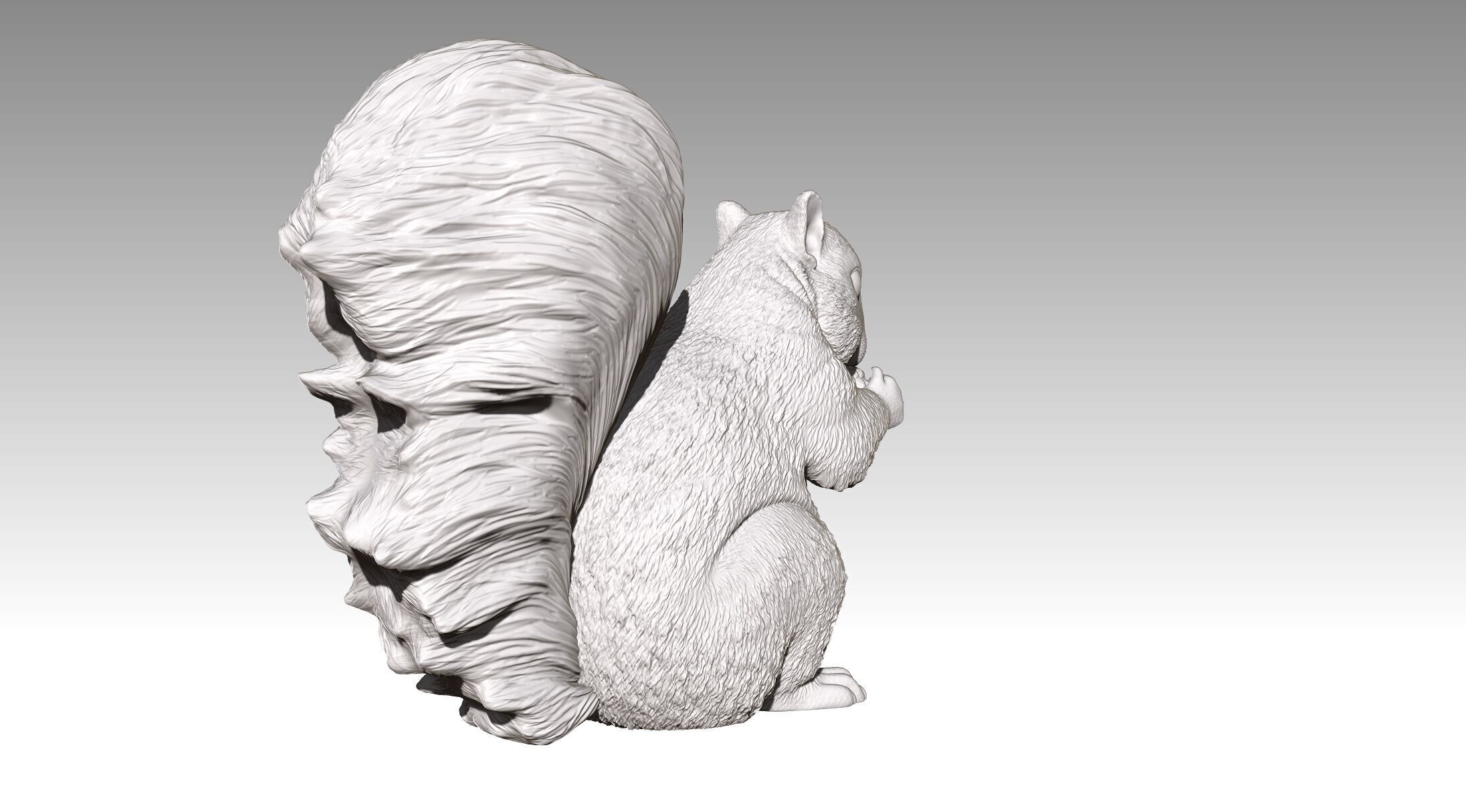 squirrel 3D print model_11
