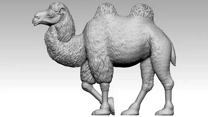 camel