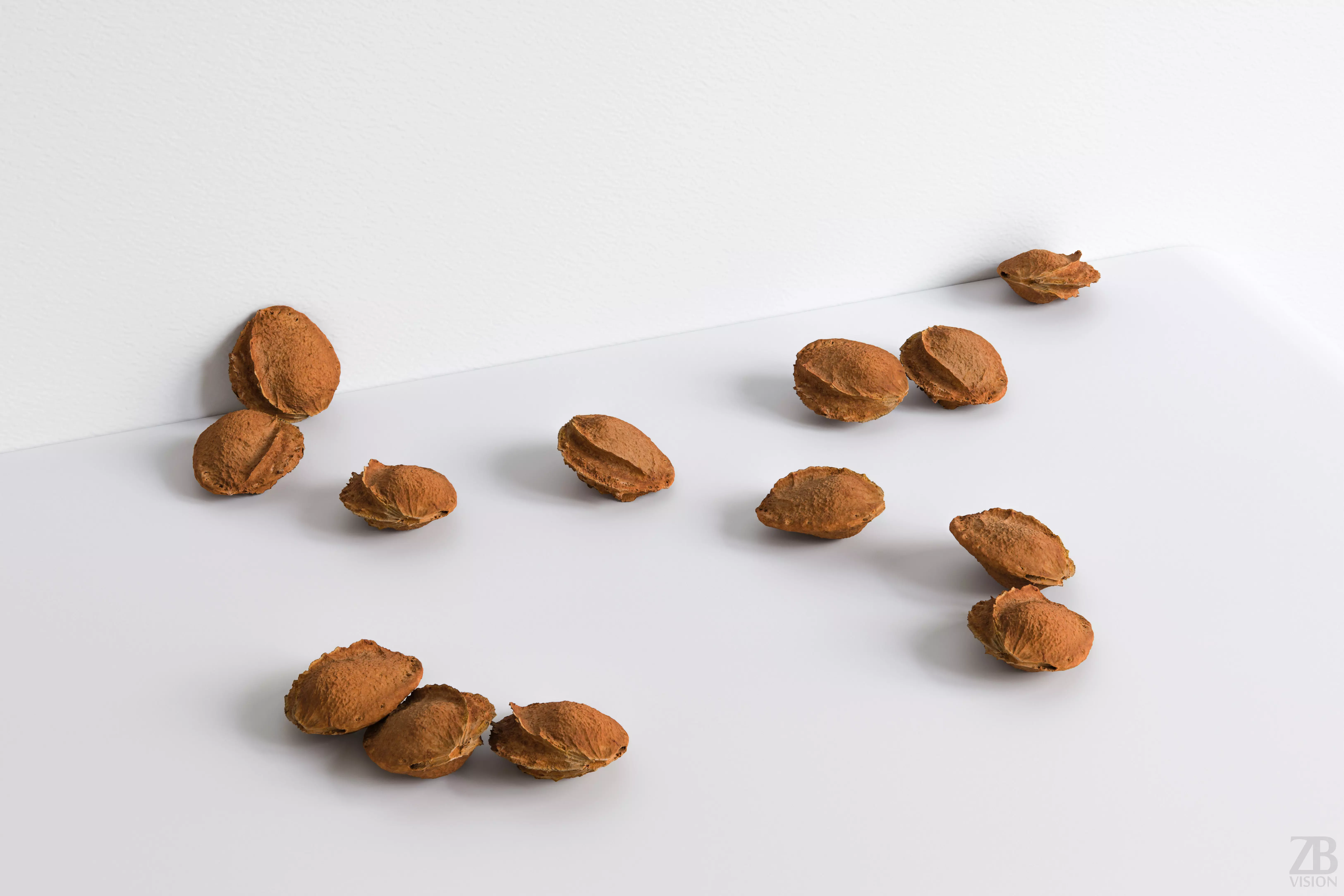 Apricot Pit 3D model