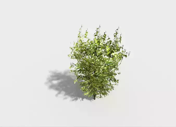 low poly tree Low-poly 3D model