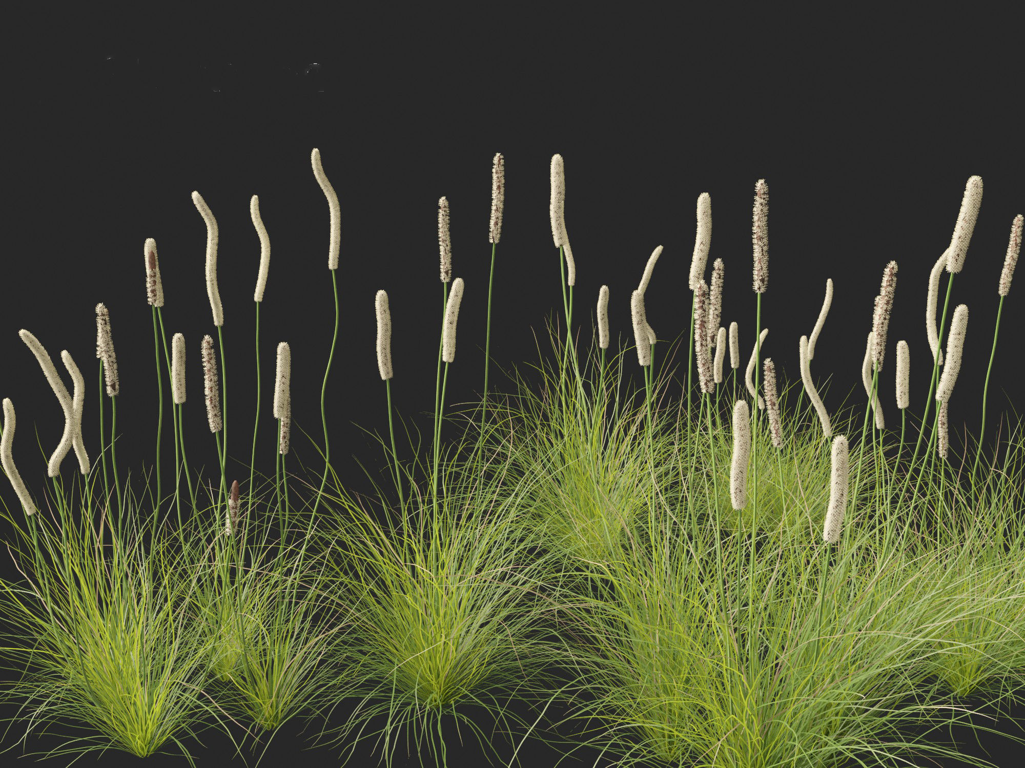 Xanthorrhoea minor - Grasstree 3D model_9