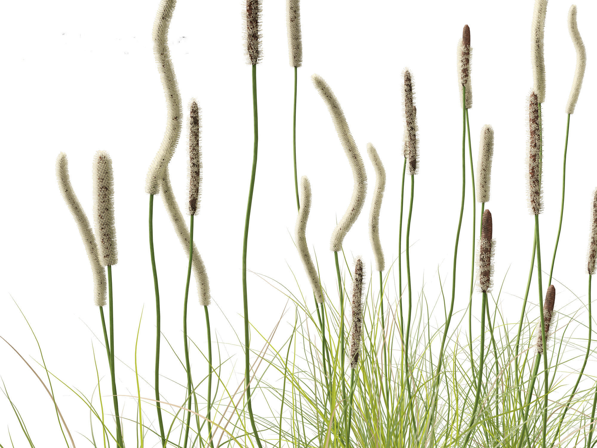 Xanthorrhoea minor - Grasstree 3D model_1